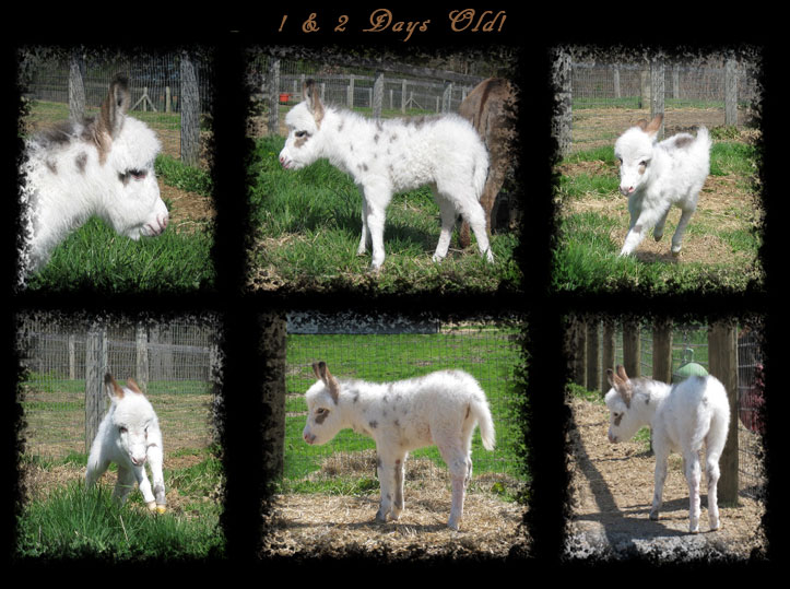 Critter Haven Farm Miniature Donkeys